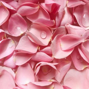 Gentle pink rose petals with dew drops create a romantic and fresh floral background.